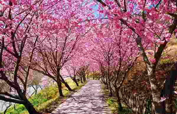 踏春好去處！臺灣櫻花都開好了，你約麼？ post thumbnail image