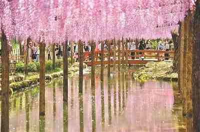 錯過了櫻花？去福岡賞紫藤花吧 post thumbnail image