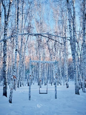 白樺林雪景